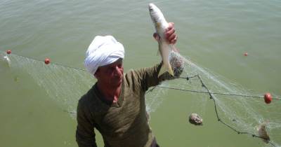 Тёплая вода убила рыбу у берегов Мавритании