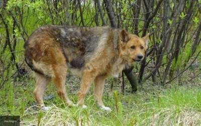 Жизнь бродячей собаки на Кубани оценили в пять тысяч рублей