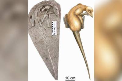 В Китае обнаружили останки динозавра, которым 125 миллионов лет
