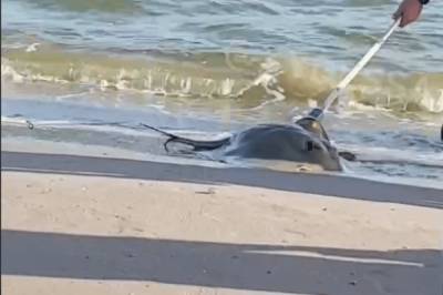 В Одесской области на пляже обнаружили электрического ската