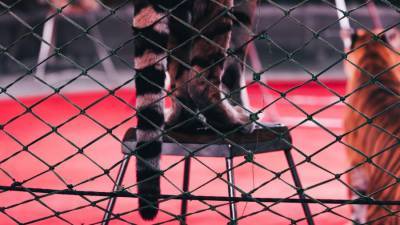 В Чехии запретили цирки с животными
