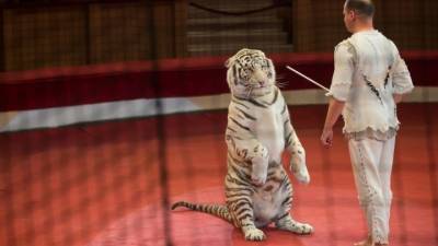 Чехия запретила цирки, в которых выступают животные
