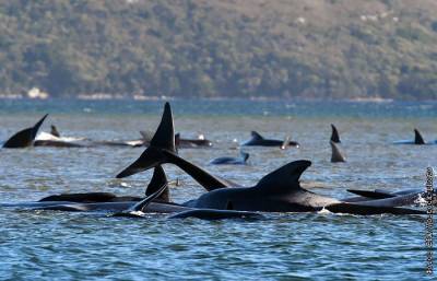 В Австралии начали масштабную операцию по спасению черных дельфинов
