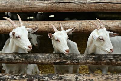 Из-за бешеной козы в Рязанской области объявили карантин