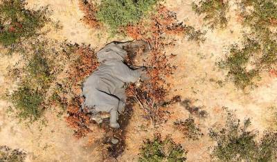 Массовая гибель слонов в Ботсване остается загадкой для ученых