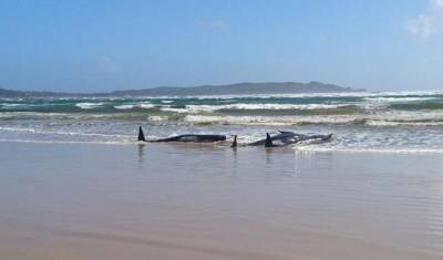 В Австралии начато спасение 270 выбросившихся на берег черных дельфинов