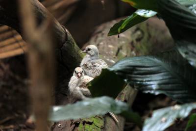 Птенцы бриллиантовой горлицы появились на свет в нижегородском зоопарке