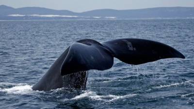 Видео: почти триста китов оказались в смертельной ловушке в Австралии