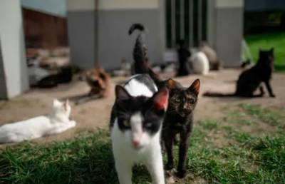 Испанец случайно завел в своей квартире 110 кошек