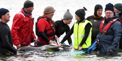 В Австралии на берег выбросились около 270 черных дельфинов. Началась спасательная операция фоторепортаж