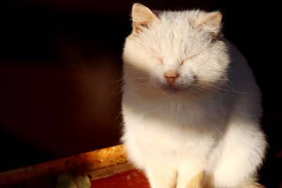 Коронавирус впервые обнаружили у мёртвой кошки