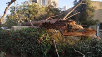Рухнувшее дерево сломало две ноги девушке в Бней-Браке
