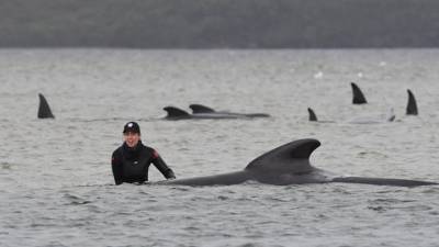 Почти три сотни дельфинов застряли на мелководье у берега Тасмании