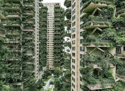 Новый жилой комплекс в Китае зарос зеленью и оккупирован комарами (11 фото + 1 видео)