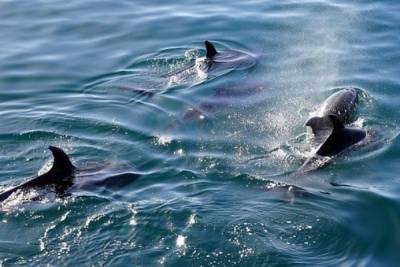 Массовое самоубийство: операция по спасению сотен дельфинов началась в Австралии