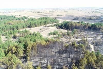 Спасатели спустя сутки полностью ликвидировали лесной пожар в Херсонской области