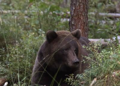 В Чернобыльской зоне впервые за столетие были замечены медведи