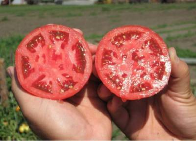 Как правильно самому собрать и высушить семена томатов для нового урожая
