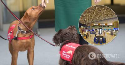 В Финляндии собаки будут "вынюхивать" коронавирус у пассажиров в аэропорту | Мир | OBOZREVATEL