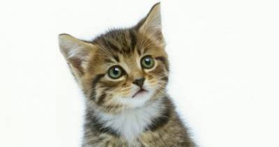 Ученые впервые обнаружили COVID-19 у кошки