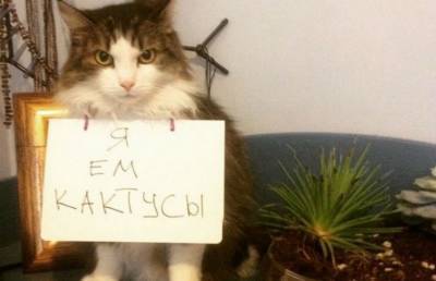 Сводку котов-преступников опубликовали в Twitter (ФОТО)