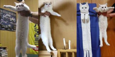 Умерла кошка Нобико — героиня популярного в 2000-х мема о Длиннокоте