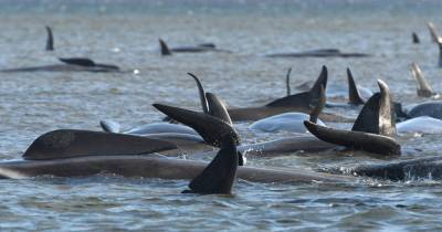 Почти сотня застрявших на отмели китов погибли в Австралии - ren.tv - Австралия