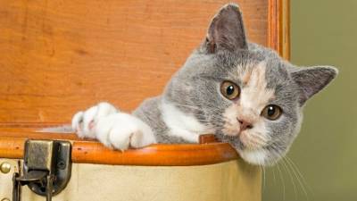 Видео: Как отучить кота точить когти о мебель