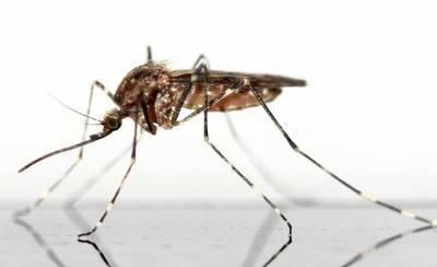 Живущая в России шведка пожаловалась на вылезающих из канализации комаров