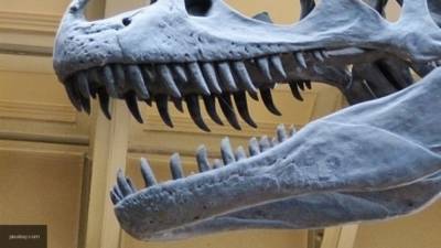 Зубы самого страшного динозавра из "Парка Юрского периода" нашли в Марокко