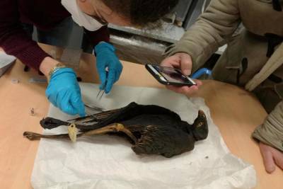 Древние египтяне уничтожили миллионы ибисов и орлов для подношений - ученые