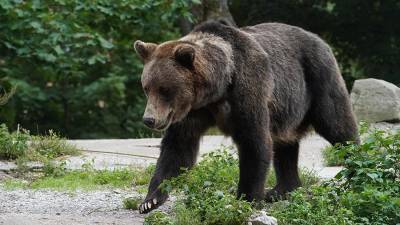 На Алтае застрелили угрожавшего местным жителям медведя
