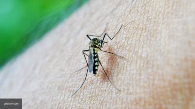 Азиатские комары принесли на курорты Турции лихорадку Денге и вирус Зика
