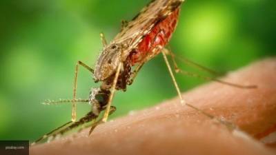 Комары-переносчики опасных инфекций начали распространяться по Турции