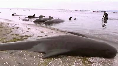 В Австралии почти 400 дельфинов-гринд погибли, выбросившись на отмель