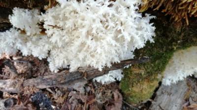 В башкирском заповеднике нашли похожий на белоснежный коралл гриб