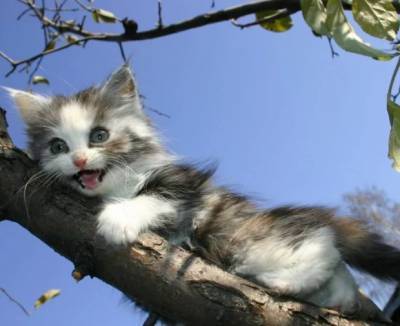 В Заволжье спасатели сняли котёнка с дерева