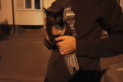 В Краснодаре на Гаврилова спасли котенка, запертого в подвале многоэтажки