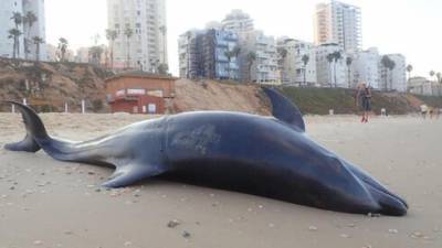 На пляж в Бат-Яме вынесло мертвого дельфина