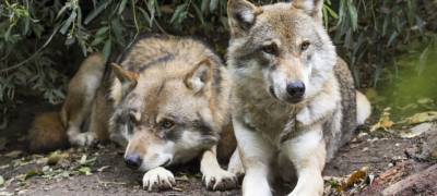 Волки стали терроризировать жителей поселков Карелии