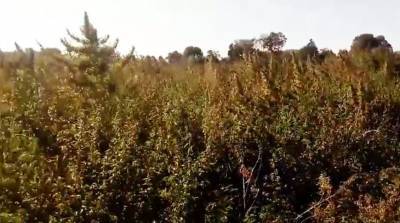 В Брагинском районе уничтожили более 2,5 т конопли