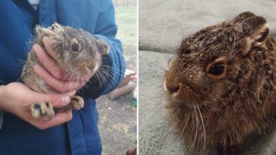 Крошечного зайчонка отбили от собаки воронежские дачники