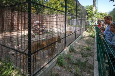 В биопарке Одессы копы газовыми баллончиками выгоняли посетителя из клетки со львами (видео)