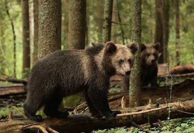 Центр спасения медвежат в Тверской области готовится выпустить своих подопечных во взрослую жизнь