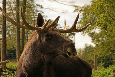 Татарстанец-браконьер застрелил лося в Удмуртии