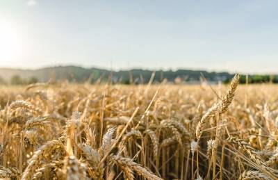 Agrarheute: удивительный трюк России с зерном совпал с фиаско ЕС и Украины