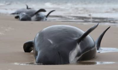 У берегов Тасмании удалось спасти лишь 50 китов, 380 погибли