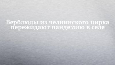 Верблюды из челнинского цирка пережидают пандемию в селе