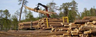 Дополнительную меру поддержки арендаторов лесных участков реализуют в Костромской области