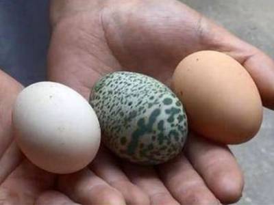 В Китае курица снесла зеленое яйцо с замысловатым узором и всех озадачила